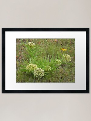 Antilope Horn gerahmter Kunstdruck gerahmt Wandbild Poster Leinwanddruck Bild
