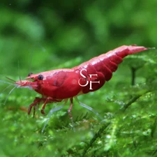 20+2 Fire Red Cherry - Freshwater Neocaridina Aquarium Shrimp. Live Guarantee