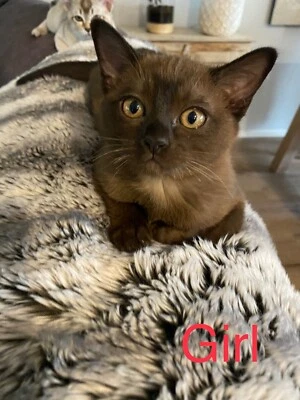 gumtree burmese kittens