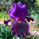 Tall Bearded Iris Rhizome "LOCAL COLOR"  Keith Keppel  1996  AWARDS! — photo 3