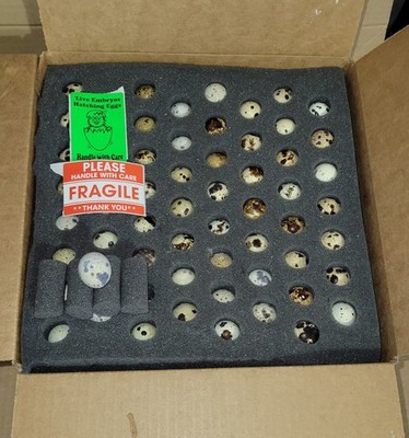 Jumbo Brown Corturnix Quail Hatching Eggs. 10 free eggs. Real Deal Jumbo Quail