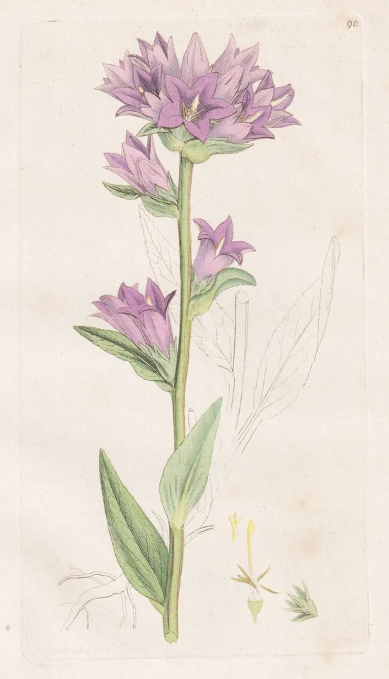 Campanula glomerata Glockenblume botany Botanik Kupferstich Sowerby Smith 1792 - Bild 1 von 1