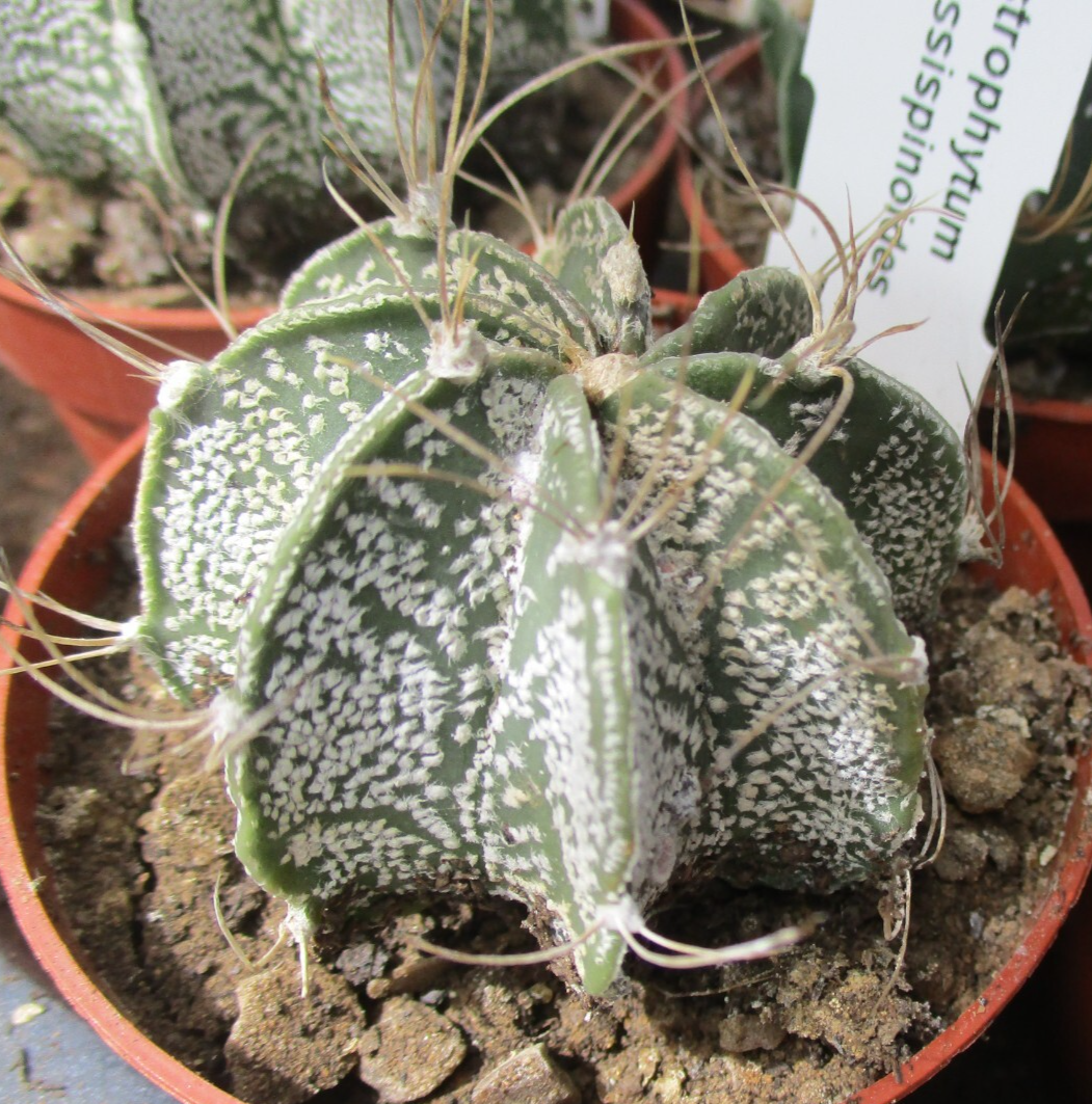 ASTROPHYTUM CRASSISPINOIDES - attractive variable plants. | eBay UK