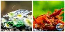  COMBO 10 1 Snowball  10 1 Bloody Mary Freshwater Neocaridina Aquarium Shrimp