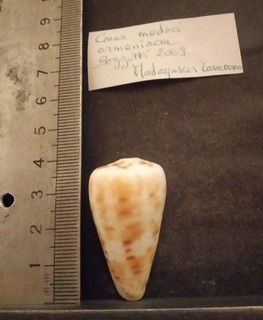 COLLECTION COQUILLAGE : CONUS MEDOCI ARMENIACA