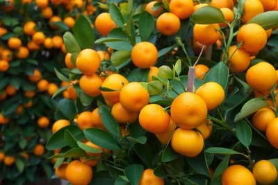 SEEDVILLE USA 20 TANGERINE Mandrin Orange Citrus Reticulata Fruit Tree Seeds