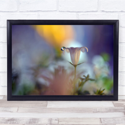 Blume Flora Floral Makro Bokeh Wassertropfen Tropfen weich zart Wandkunstdruck