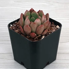 Succulent Pot Plant - Graptoveria Bashful - In 2" Pot