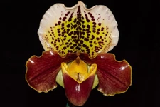 Paphiopedilum (Royal Eagle x Thunder Cat HCC/AOS) #1, in bud