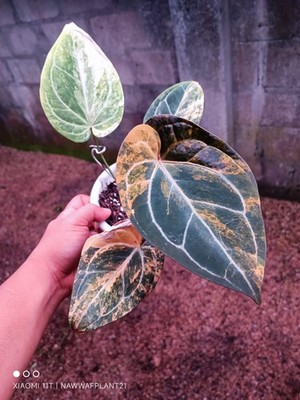 Anthurium Megatron x Anthurium Domino Variegated Real Plant $960