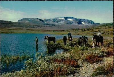 Hester pa fjellet Hallingskarvet Norway 1973 Mittet Scenic Horses Lake Postcard