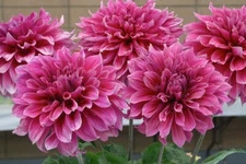 2 - Giant Dinnerplate Dahlia EMORY PAUL Flower Bulb Tuber Clumps  *  10"+ BLOOMS