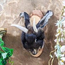 Jackalope Head Rabbit Bunny Taxidermy Curiosities Oddities Gaff Display hanging