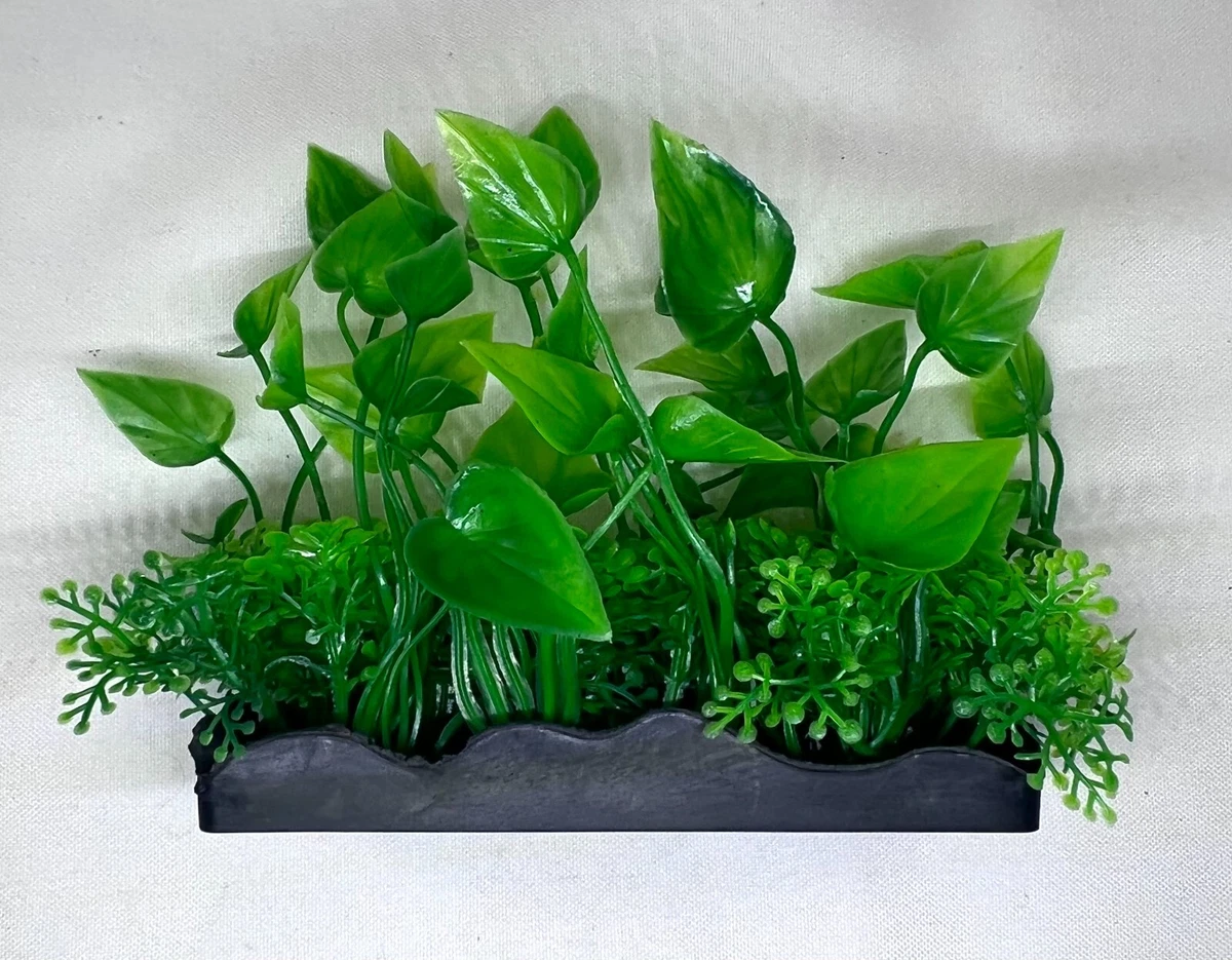 Ebay Aquarium Plants