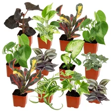 Easy Live House Plants (12 Pack), Clean Air Plant Pack, 2 In. Grower Pots, Popul
