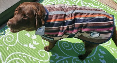 weatherbeeta dog jacket