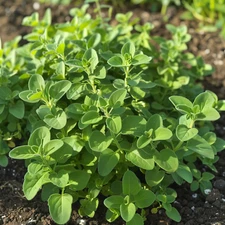 Oregano Seeds, Italian Vulgare Heirloom, Non-GMO, Culinary Herb, Free Shipping