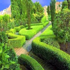 Common English Boxwood Tree Seeds (Buxus sempervirens) Hardy Landscaping Shrub