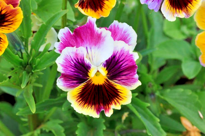 #ad 50 SWISS GIANTS PANSY SEED MIX SALE FREE SHIPPING NON GMO $1.68