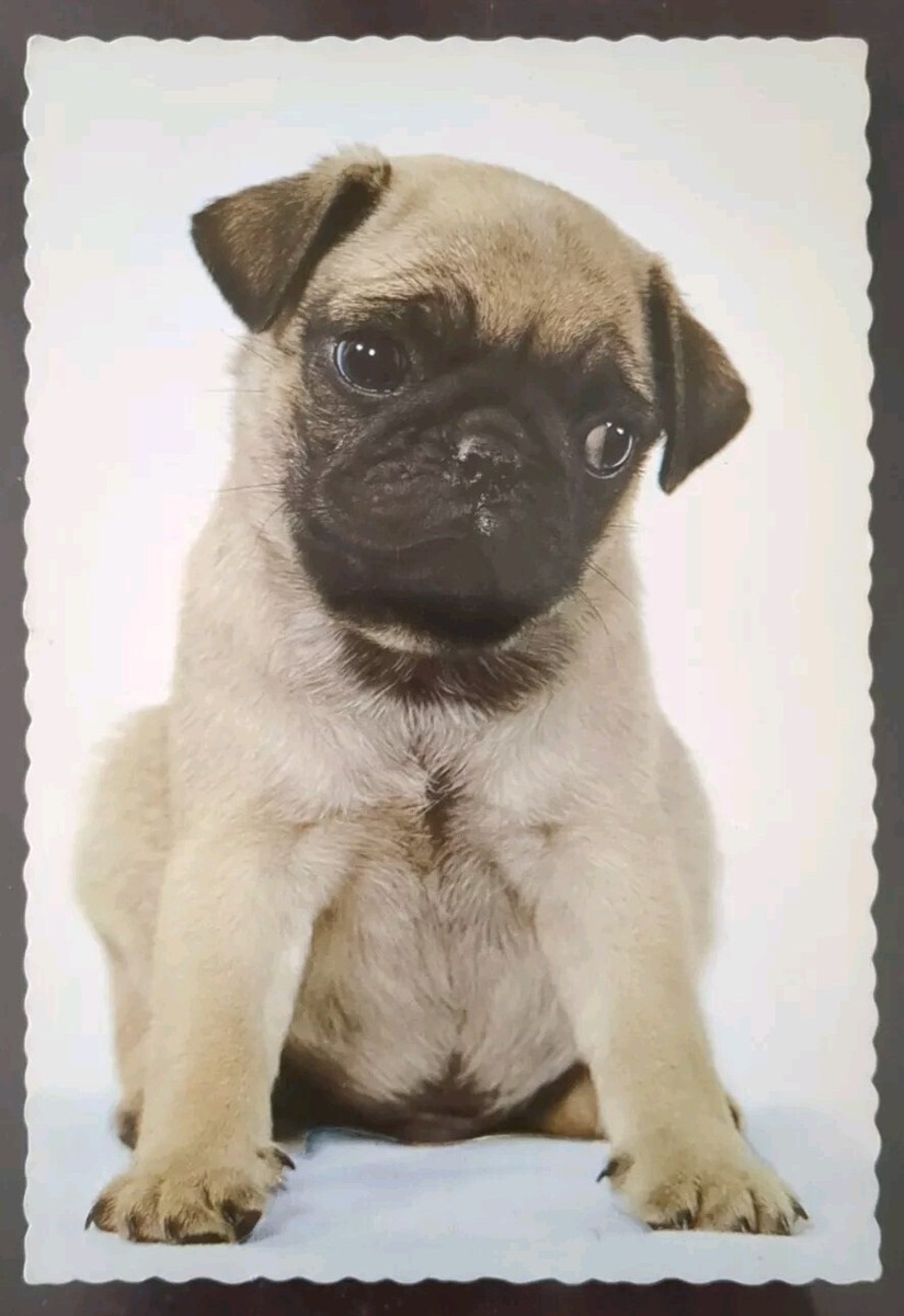Pug, Small Breed Thought To Have Originated In China Later 1900s