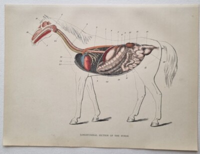 1880er antiker ANATOMIE ABSCHNITT des PFERDEKÖRPERS Druck mit Index Chrom