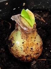 Hippeastrum parodii, amaryllis species and bulbs