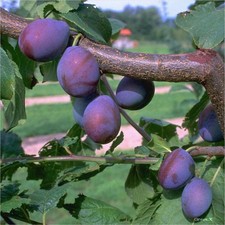 Hauszwetsche klassische Zwetsche Pflaume Buschbaum Halbstamm Hochstamm