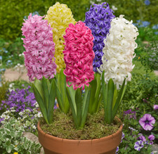 Prepared Hyacinth Bulbs Indoor Flowering Fragrant Red White Pink Purple