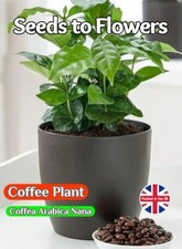 COFFEE SEEDS - COFFEA ARABICA NANA - TROPICAL HOUSE PLANT -18 TO 192 SEED PACKET