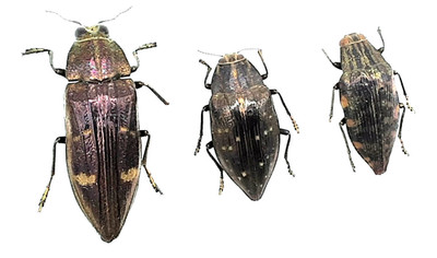 3x Buprestidae ssp., A2/B, 27 to 38 mm, Madagascar, NO DATA, #BP85