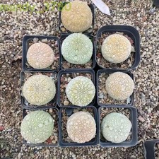 Wholesale 5/10PCS Pseudolithos migiurtinus Su...