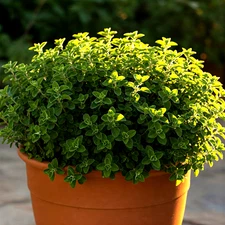 4000+ OREGANO SEEDS HERB PERENNIAL GREENS GREEK FRESH MEDICINAL FREE SHIPPING!