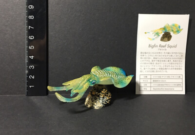 Favorite Kaiyodo Japan Excluive Bigfin Reef Squid Mini Model Figure
