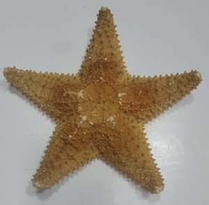 Large (10") Beautiful Real Dried Starfish.  About 50 years old