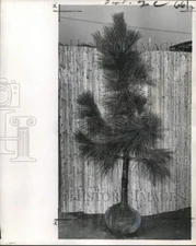 1961 Press Photo Pine tree planting is on the rise in New Orleans home gardens