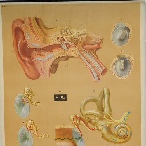 vintage poster rollable medical wall chart ear hearing aural acoustic organ - Picture 2 of 4
