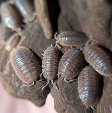 25ct Porcellio dilatatus Giant Canyon Isopods