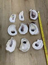 Oyster Shells Bleached  Cleaned 9