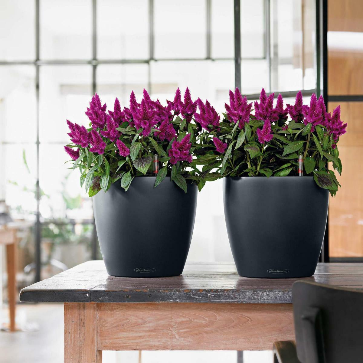 Round Indoor and Outdoor Planter LECHUZA CLASSICO Color Self-watering Plant Pots Nieuw, populair