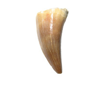 Cretaceous mosasaur reptile tooth fossil Thalassotitan anterior display #A2