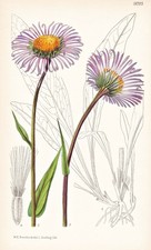 Aster Farreri Asia Fiore Botanica Litografia Curtis 9223