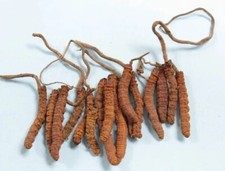 5 GM PURE CORDYCEPS SINENSIS wild US stock Fedex