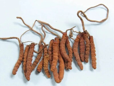 5 GM  PURE CORDYCEPS SINENSIS wild US stock Fedex