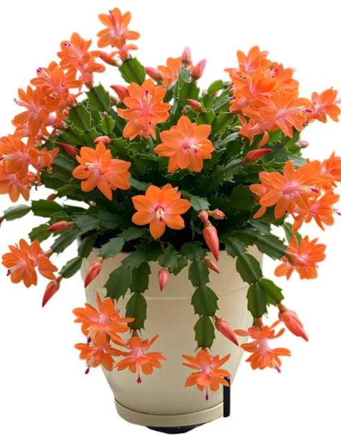 Orange Christmas Cactus - 5-6" tall - 2 Plant in 3" Pot - Holiday Cactus