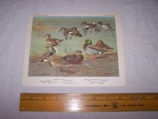 Vintage DUCK Print - Gadwall - American Pintail & Widgeon - Black - Mallard