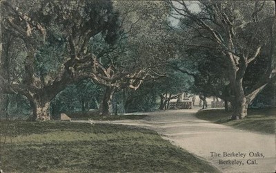 Berkeley, California CA The Berkeley Oaks 1909 San Francisco Antique Postcard