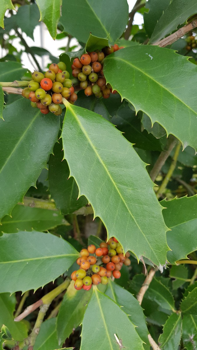 Ilex x koehneana 'Castaneifolia' : Houx idéal pour haie brise-vue de jardin