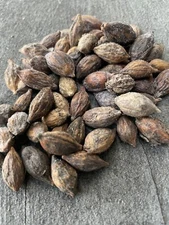 30 Seeds Madagascar Almond Seeds Terminalia Mantaly For Planting