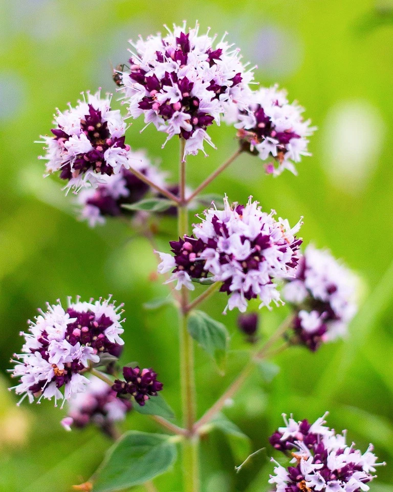 OREGANO wilder MAJORAN 1000 Samen DOST Origanum vulgare WINTERHART Schmetterling - Bild 3 von 3