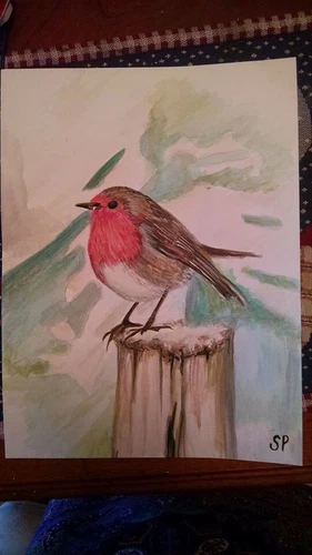 art - watercolor painting on paper of an English red robin bird, a one off